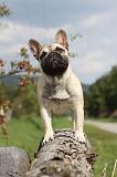 BOULEDOGUE FRANCAIS 683